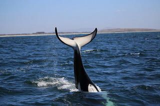 Upside down tail-slapping by a killer whale. (Photo: Gui Frainer / Sea Search)