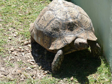 Tortoise
