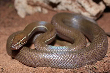 Brown-house-snake