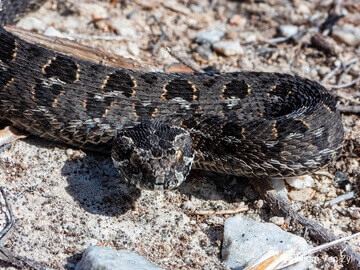 Berg Adder