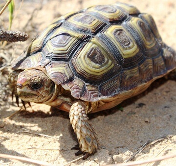 Padloper Tortoise