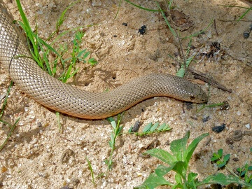 Mole Snake