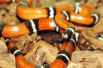 Milk Snake