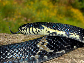 Russian Rat Snake