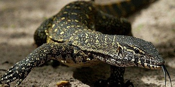 Nile Monitor