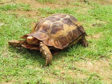 Hinged Back Tortoise
