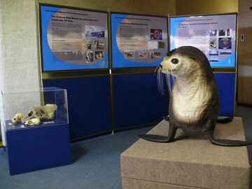 New temporary Marine Mammal display