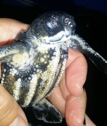 Stranded Turtle