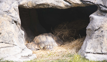 Snake Park at Bayworld