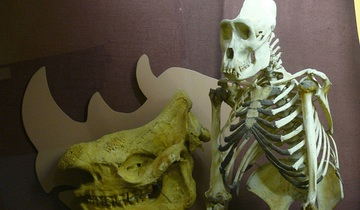 Curiosity display 1