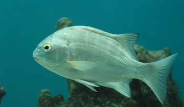 Oceanarium at Bayworld