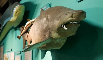 Oceanarium at Bayworld