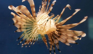 Oceanarium at Bayworld